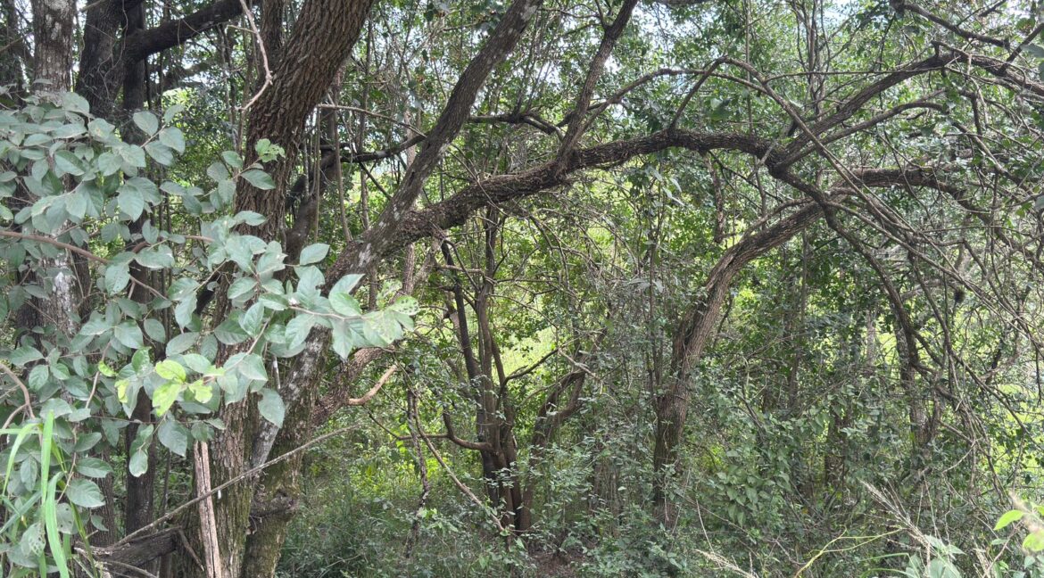 Terreno Las Raices Allende 8